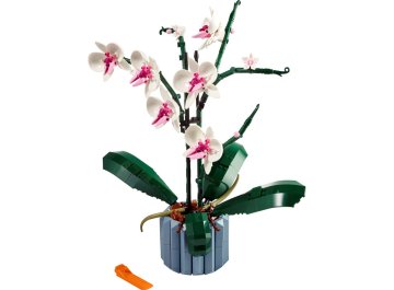 L'orchidée