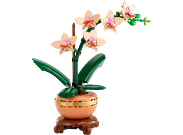 L'orchidée miniature