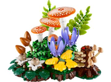 Les champignons des bois