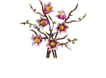 Branches de magnolia Botanicals