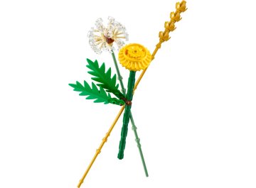 Les fleurs des champs