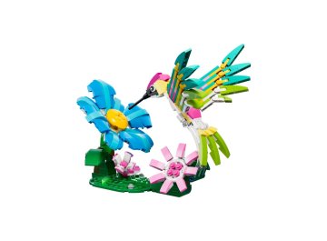 Animaux sauvages : le colibri coloré