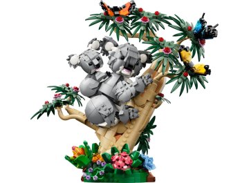 Animaux sauvages : la famille de koalas
