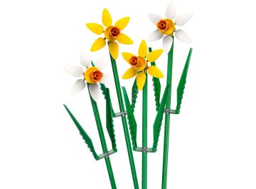 Jonquilles