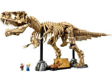 Fossiles de dinosaures Tyrannosaurus Rex