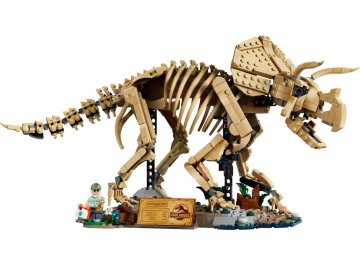 Les fossiles de dinosaure : le tricératops